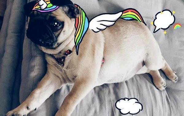  Мистер Джордж, Mr. Georges, мопс Мистер Джордж, мопс дудлы, смешной мопс