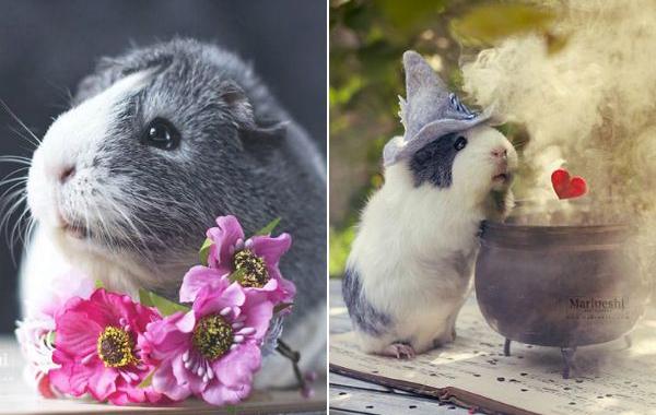 милая морская свинка , морская свинка Мипс, фотогеничная морская свинка