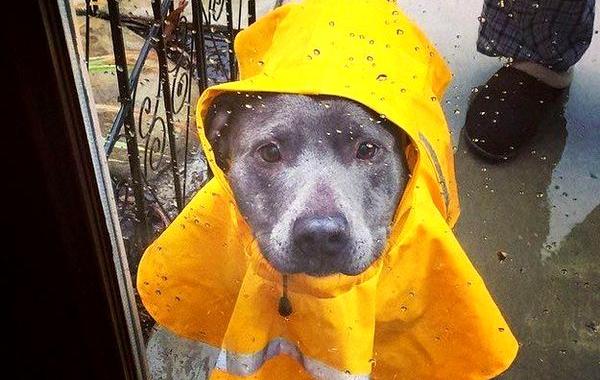 почему никто и никогда не должен заводить питбуля, питбули