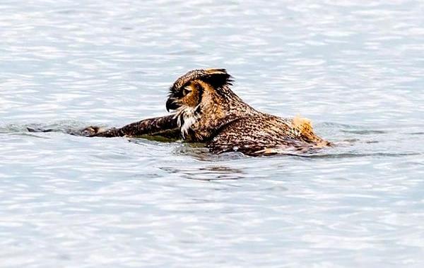 как плавает сова, сова плывет в озере, сова плывет брассом