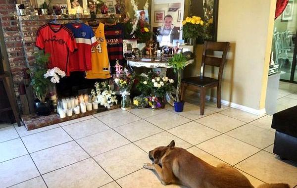 траур собаки, душераздирающая история собаки, скорбящая собака, собака скорбит по хозяину, собака скорбит по владельцу