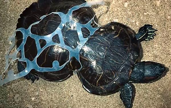 Съедобная упаковка для пива, Saltwater Brewery