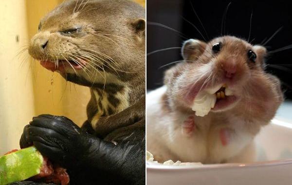 животные едят, смешные животные едят