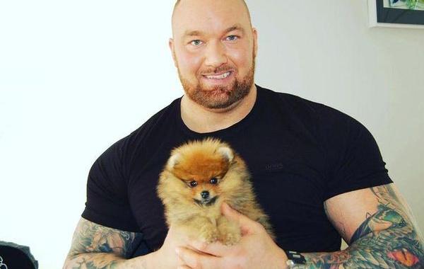 померанский шпиц Астерикс, померанский шпиц Хафтор Бьёрнссон, питомец Хафтор Бьёрнссон , собака Хафтора Бьёрнссона