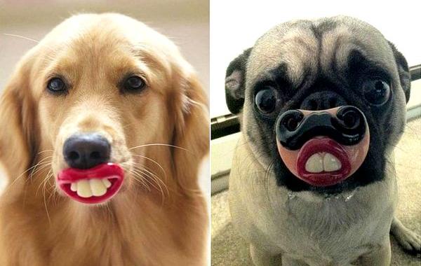 смешные собаки, собаки с игрушками в зубах