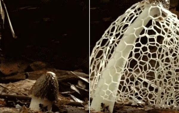 рост грибов в ускоренной анимации, рост грибов, как растут грибы, рост грибов в ускоренной съемке