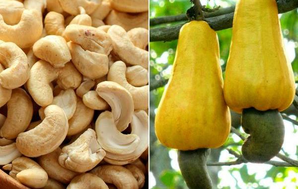 как растут овощи, как растут продукты, как выглядят продукты во время роста