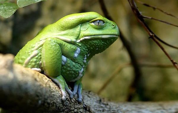 лягушки и жабы, необычные лягушки, красивые лягушки