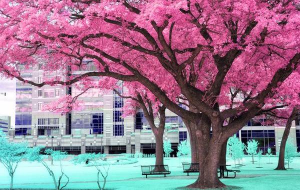 Инфракрасные фото природы, Гелиос Спада, Helios Spada