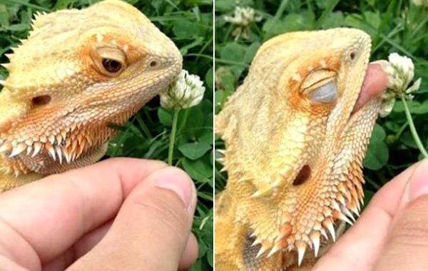 милые рептилии, милые ящерицы, милые черепахи, милые змеи, милые гекконы