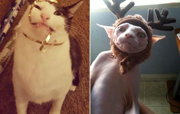 Коты против Рождества, смешные кошки  новогодние ёлки, смешные кошки Новый год