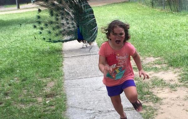 битва фотошоперов, девочка убегает от павлина, фотожабы девочка убегает от павлина