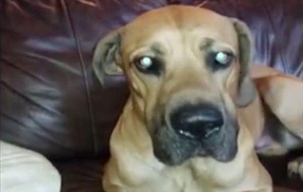 собака спрятала сэндвич, сэндвич у собаки во рту, сэндвич у собаки в пасти