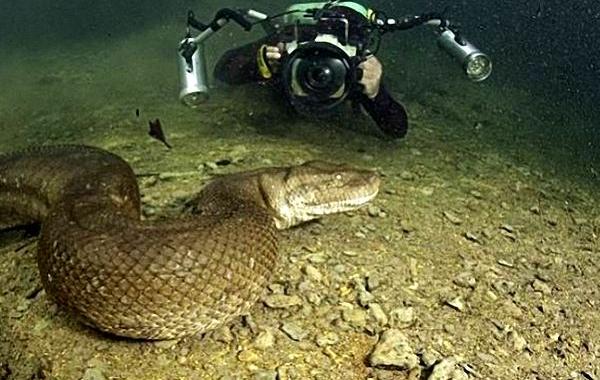 анаконда под водой, фото анаконда под фотой