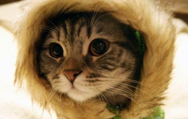 кот, смешной, Звериный антидепрессант