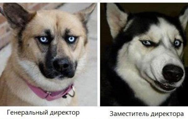 Типичный офис в собачьих мордах