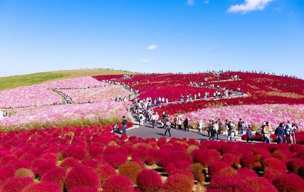 Страна цветов «Hitachi Seaside Park»