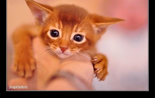 Интересные факты о кошках