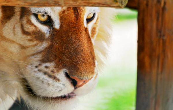 Золотой тигр