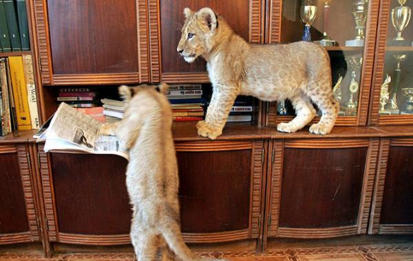дикие животные дома, домашний лев