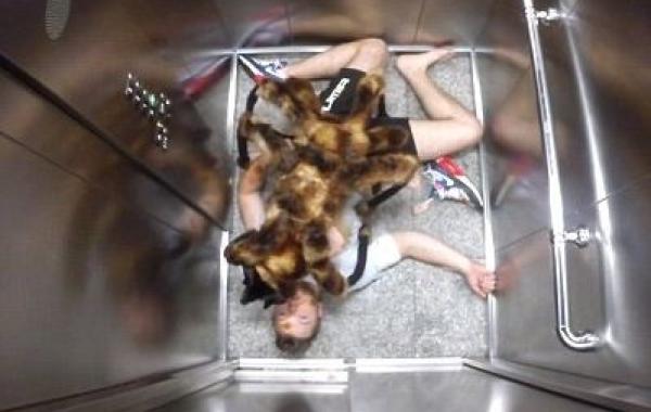 Собака в костюме паука заставила прохожих разбегаться в ужасе