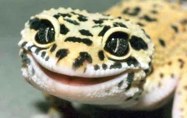 геккон ящерица рептилия