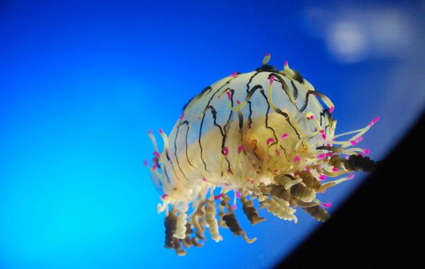 Медуза "цветочная шляпка"