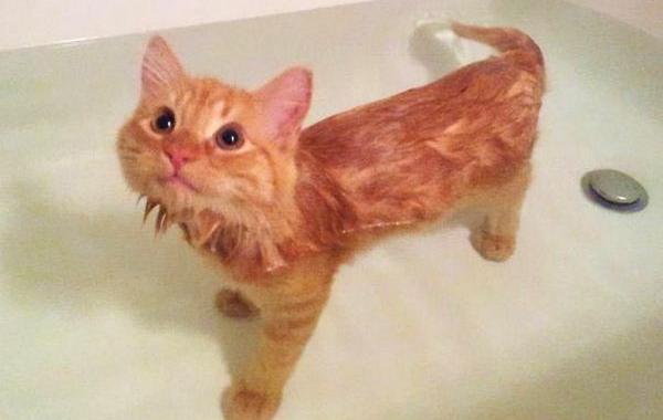 коты любят воду, коты купаются, коты вода