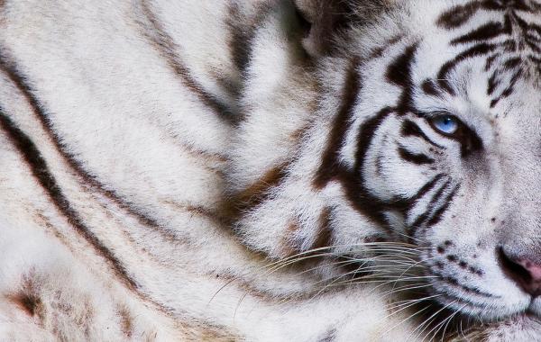 Белые тигры