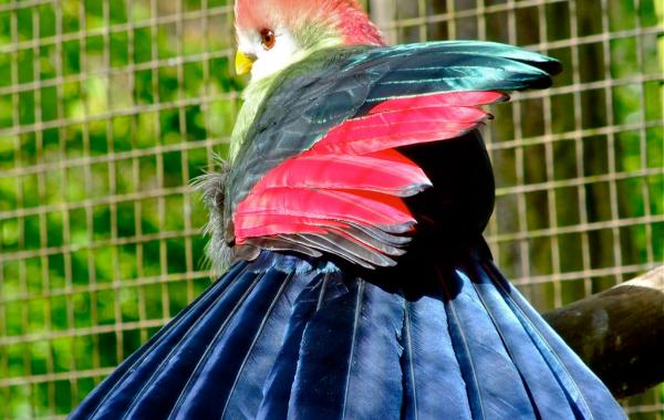 Краснохохлый турако - птица, перья которой являются музейными экспонатами