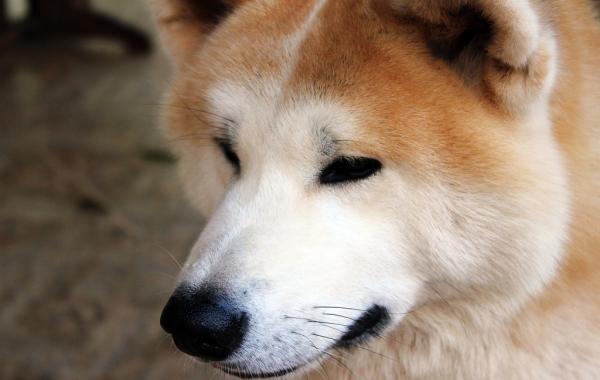 Акита-ину — сокровище Японии. Порода героя фильма "Хатико"