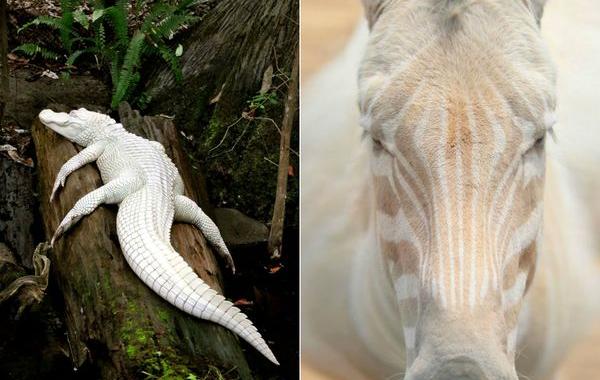 животные альбиносы, albino anomal