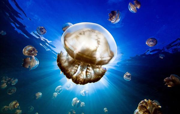 Фотограф Надя Али Nadia Aly, в озере медуз, Палау