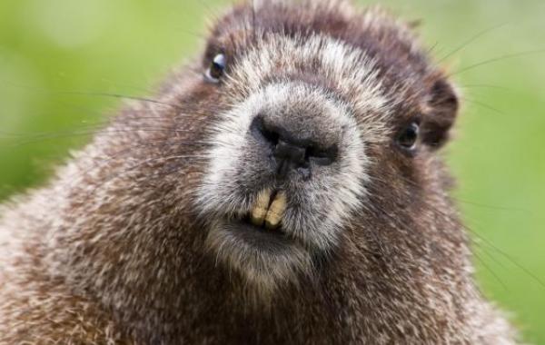 Необычные виды валюты прошлого, вещи, которые использовались в качестве валюты