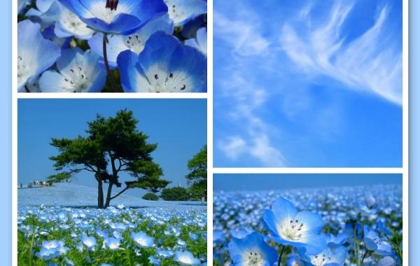 Небо упало на землю. Парк Хитачи в Японии.