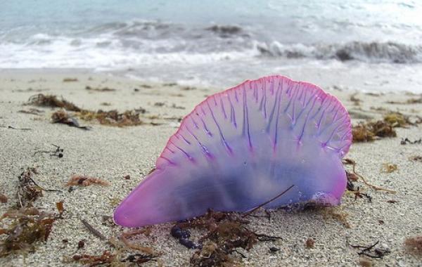 Португальский кораблик