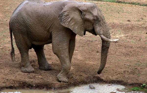 крокодил укусил слона за хобот, слон шёл пить воду укусил крокодил, слон крокодил хобот