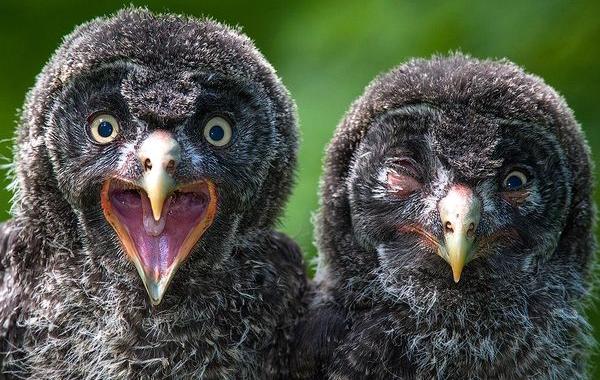 National Geographic за сентябрь 2015