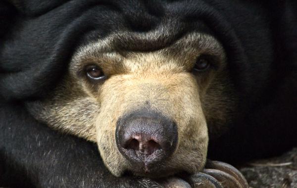 Солнечный мишка