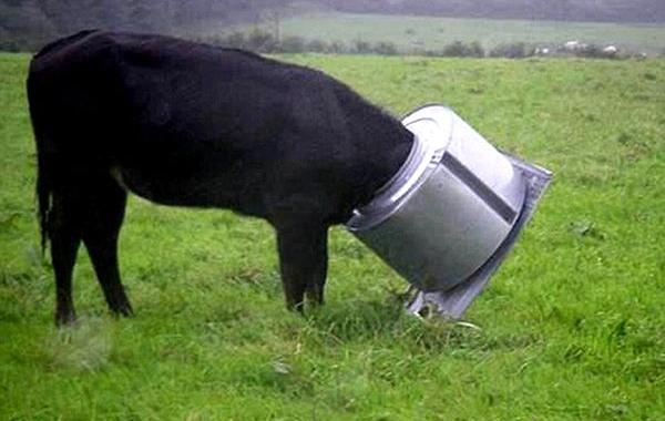 животные застряли, застрявшие животные, истории о застрявших животных