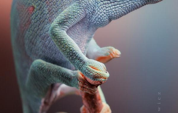 Игорь Сиванович и его необычная модель 