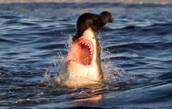 Смешное фото, в нужный момент подборка