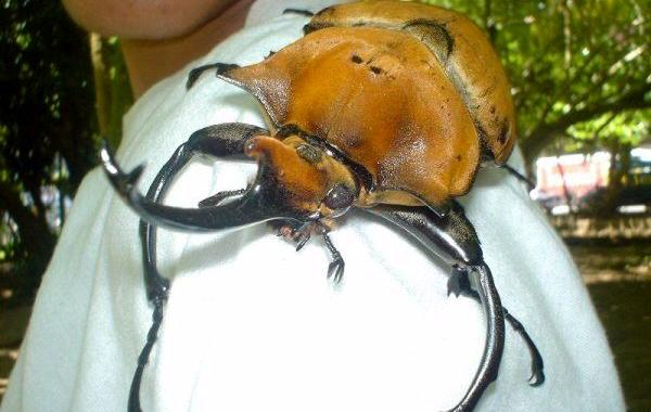 самые боольшие жуки, гигантские, жуки, Дровосек-титан, жук носорог, жук голиаф