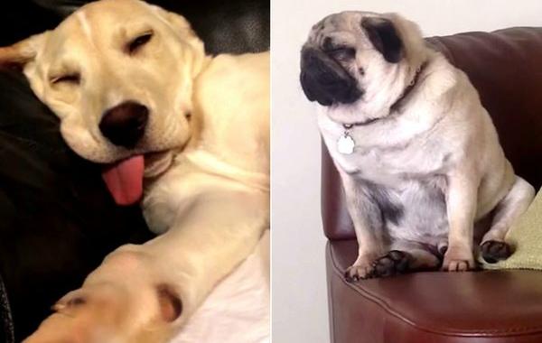 засыпающие собаки, собаки засыпают, собаки проигравшие битву со сном