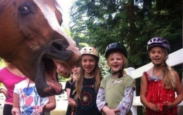 Животные-проказники, которые не вовремя влезли в кадр