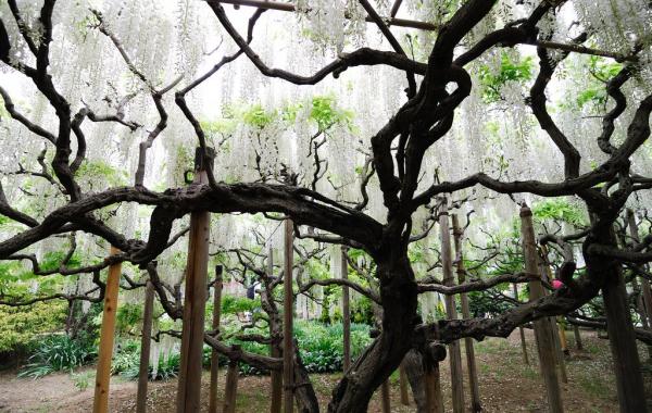 Парк цветов Асикага