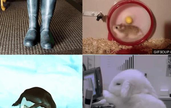 Смешные животные, неуклюжие, анимация, гифки, gif