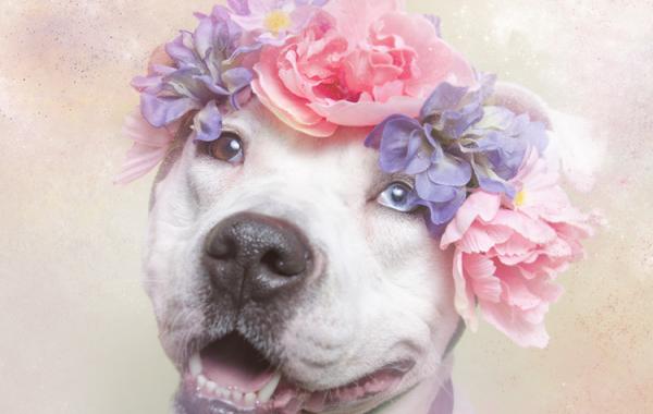 питбули с цветочными венками, Софи Гаманд Sophie Gamand, Flower Power, Pit Bulls of the Revolution, #pitbullflowerpower