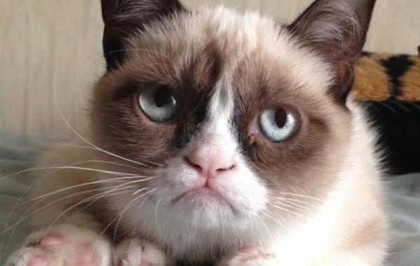 Самый, недовольный ,кот, тард, злой, грустный