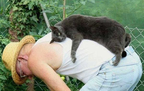 Кошки, выбирающие самые неподходящие места, чтобы прилечь